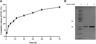 Smart Chimeric Lysin ClyC Loaded Alginate Hydrogel Reduces Staphylococcus aureus Induced Bone Infection